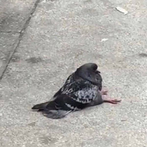 Meet your Posher, Isabella